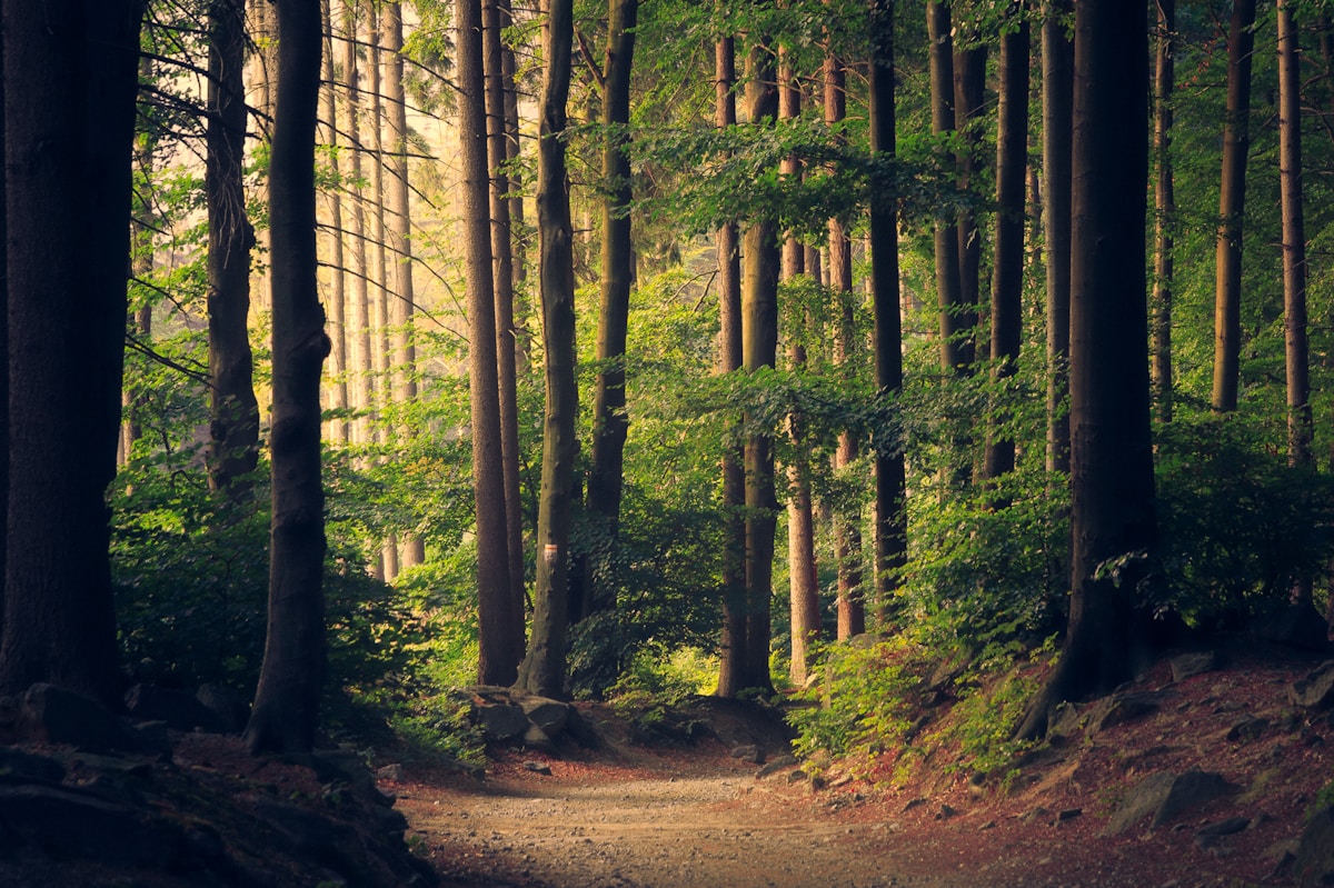 Sunlight falling through a peaceful green woodland